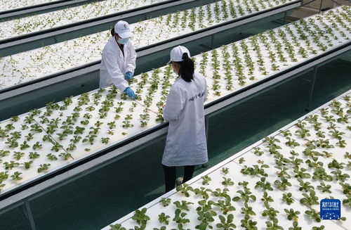 智慧菜園子 生物科技讓蔬菜長(zhǎng)在墻上，好吃又時(shí)尚